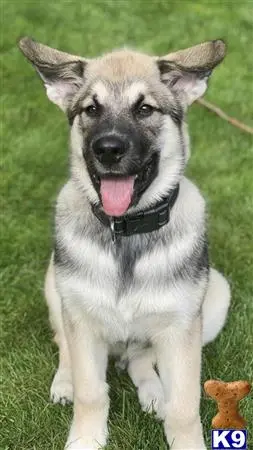 Alaskan Malamute stud dog